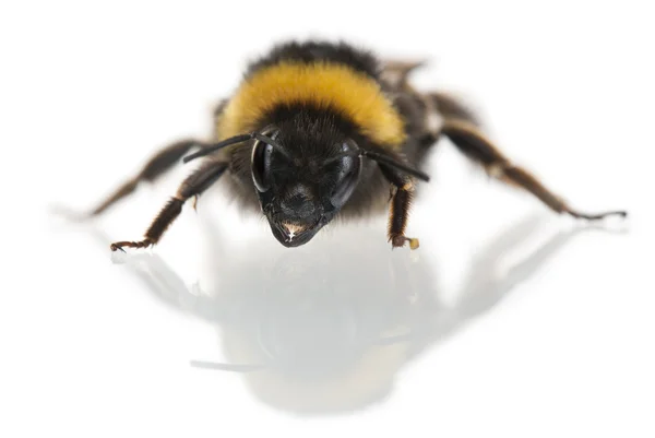 Bumblebee, Bombus sp., delante de fondo blanco — Foto de Stock