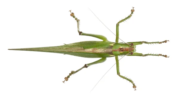 Gräshoppa viridissima, stora gröna bush-cricket, framför vit bakgrund — Stockfoto