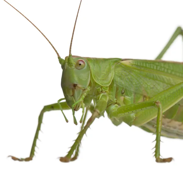 Gräshoppa viridissima, stora gröna bush-cricket, framför vit bakgrund — Stockfoto