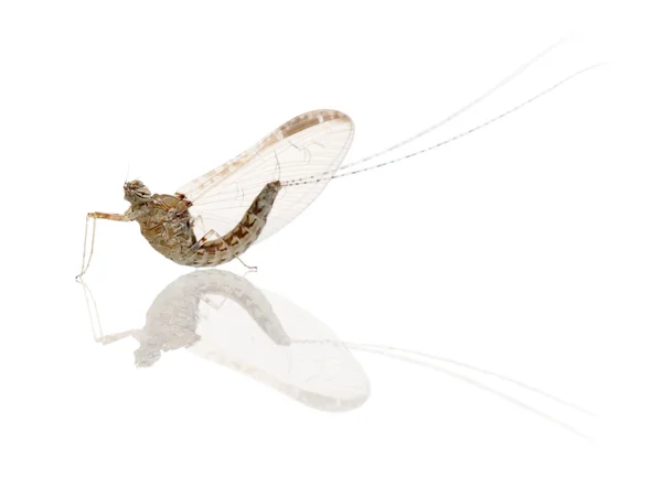 Mayfly, эфемероптеры, на белом фоне — стоковое фото