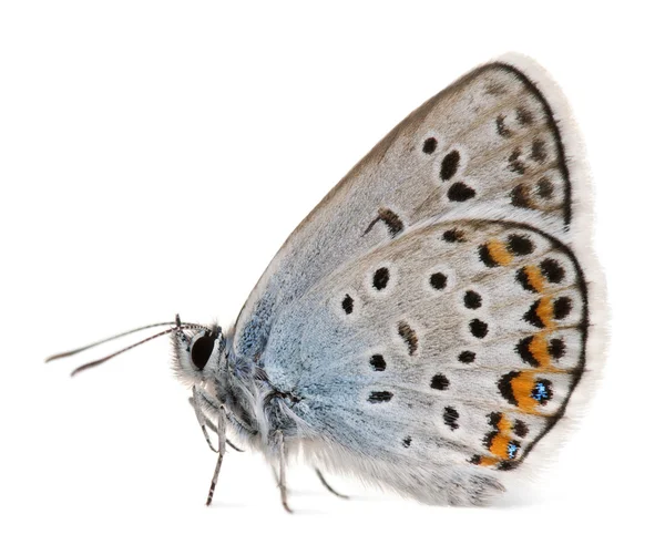 青、plebejus の銀をちりばめたアーガス-鱗翅目、また呼ばれる白い背景の前に、蜆蝶蝶の種 — ストック写真