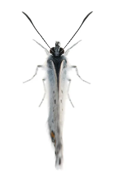 银镶嵌蓝，plebejus argus-鳞翅目，也叫 hairstreak 蝴蝶，在白色背景前的物种 — 图库照片