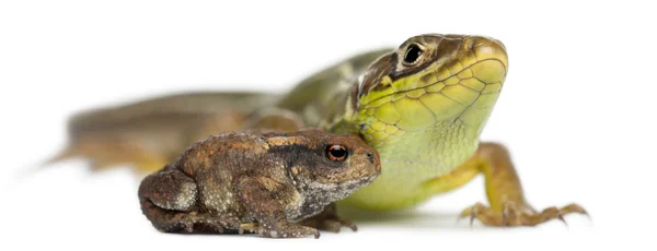 Настінна ящірка, Podarcis muralis, і молода загальна жаба, bufo bufo, перед білим тлом — стокове фото