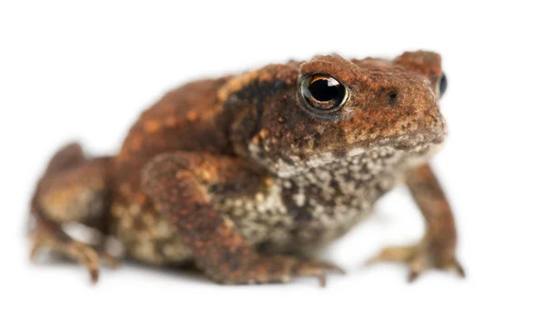 Young Common toad, bufo bufo, in front of white background — Stock Photo, Image