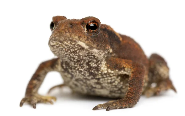 Young Common toad, bufo bufo, in front of white background — Stock Fotó
