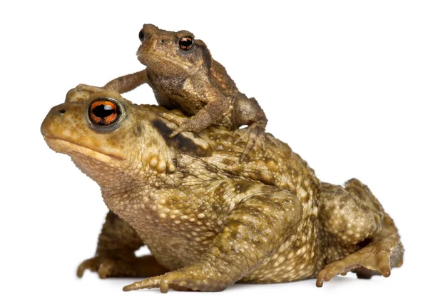 Мати здоровий жаба і її дитина, bufo bufo перед білим тлом — стокове фото