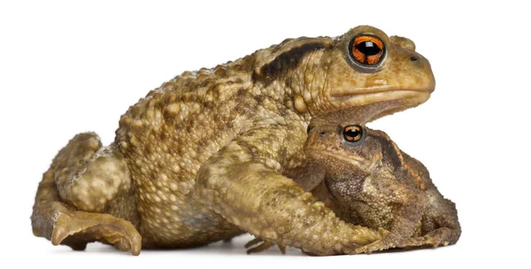 Mother Common toad and her baby, bufo bufo, in front of white background — Stock Photo, Image