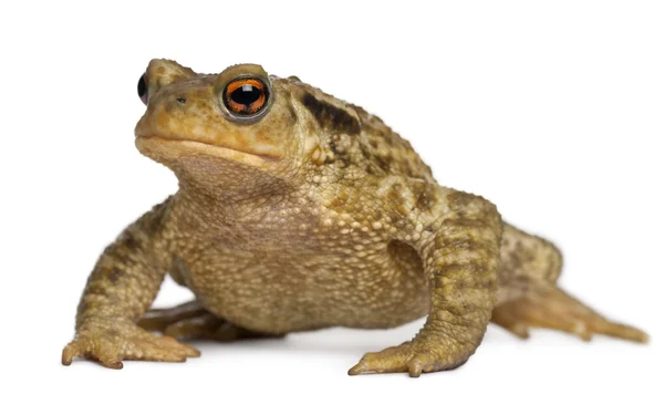 Обычная жаба, буфо буфо, на белом фоне — стоковое фото