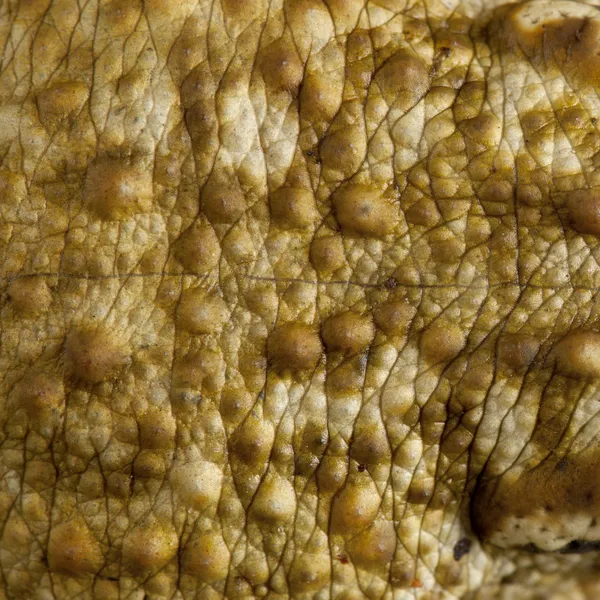 Detail žabí kůže — Stock fotografie