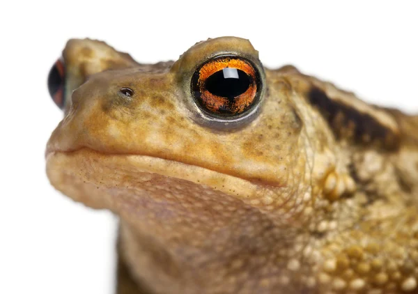 Звичайна жаба, фуфу, перед білим тлом — стокове фото