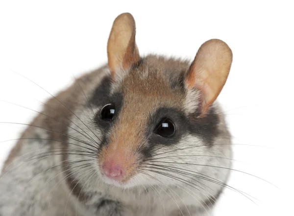 Garden Dormouse, Eliomys Quercinus, frente al fondo blanco —  Fotos de Stock