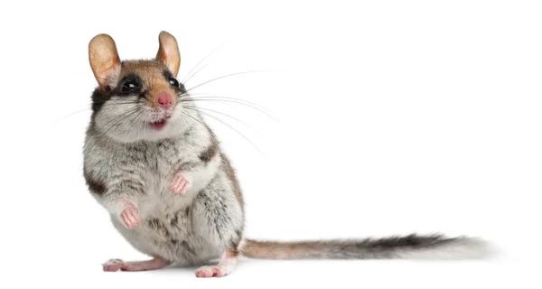 Garden Dormouse, Eliomys Quercinus, frente al fondo blanco — Foto de Stock