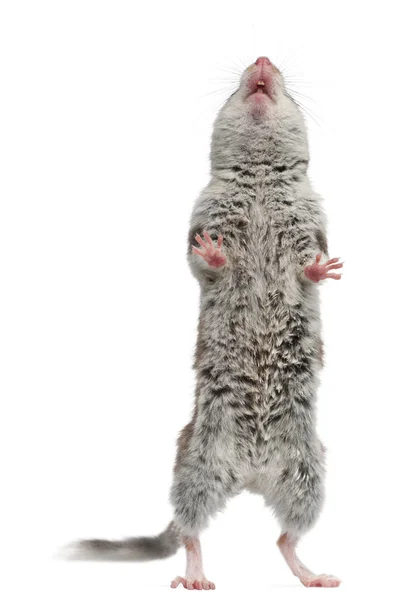 Garden Dormouse, Eliomys Quercinus, standing up in front of white background — Stock Photo, Image