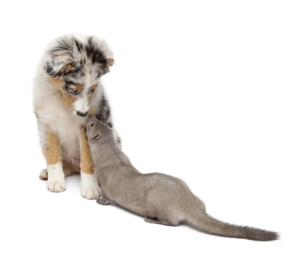 American Mink, Neovison Vison, 3 months old, and Australian Shepherd dog in front of white background — Stock Photo, Image