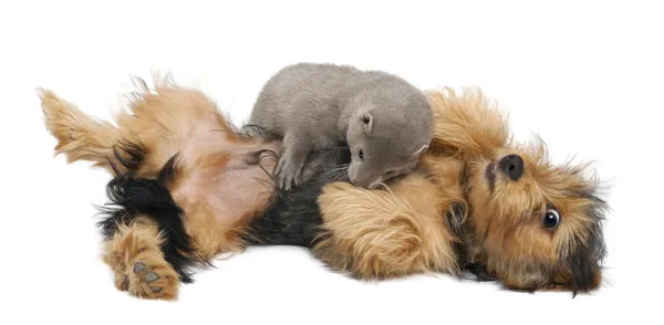American Mink, Neovison Vison, 3 months old, and a Yorkshire dog in front of white background — Stock Photo, Image