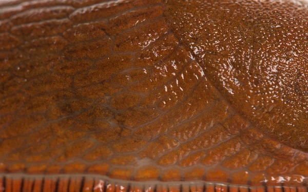 Close-up de pele de lesma vermelha, Arion rufus — Fotografia de Stock