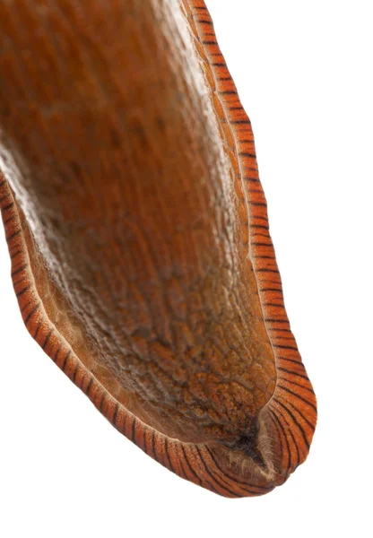 Close-up van wegslak huid, arion rufus — Stockfoto