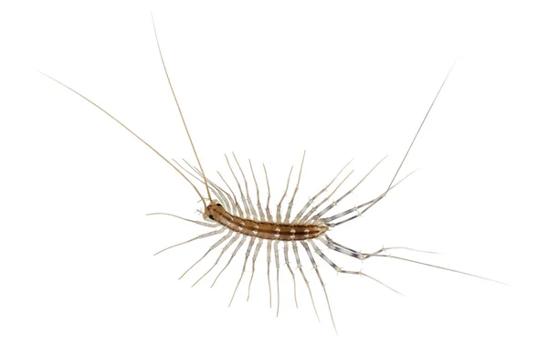 House centipede, Scutigera coleoptrata, in front of white background — 스톡 사진