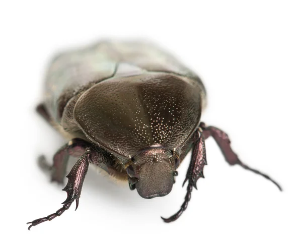 Protaetia caberi specie of Beetle, Cetoniidae, перед белым фоном — стоковое фото