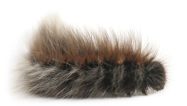 Caterpillar of Grass Eggar, é uma mariposa, Lasiocampa trifolii, na frente do fundo branco — Fotografia de Stock