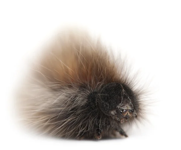 Raupe von Graseiern, ist eine Motte, lasiocampa trifolii, vor weißem Hintergrund — Stockfoto