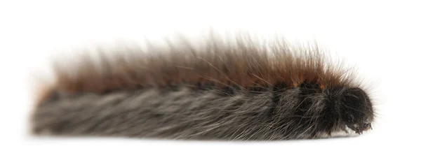 Toukka Grass Eggar, on koi, Lasiocampa trifolii, edessä valkoinen tausta — kuvapankkivalokuva