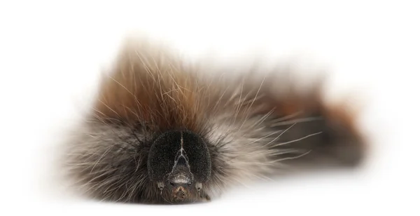 Raupe von Graseiern, ist eine Motte, lasiocampa trifolii, vor weißem Hintergrund — Stockfoto
