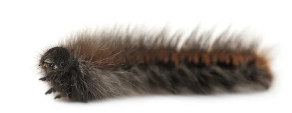 Caterpillar of Grass Eggar, è una falena, Lasiocampa trifolii, davanti allo sfondo bianco — Foto Stock