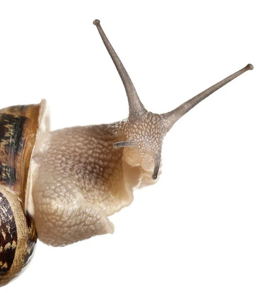 Primer plano de Garden Snail en frente de fondo blanco —  Fotos de Stock
