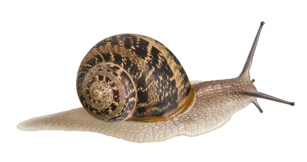 Garden Snail in front of white background — Stock Photo, Image