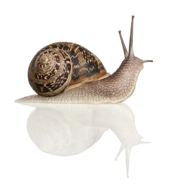 Garden Snail in front of white background — Stock Photo, Image