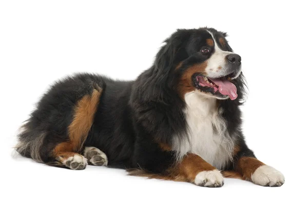 Бернський гірська собака (3 х років) — стокове фото