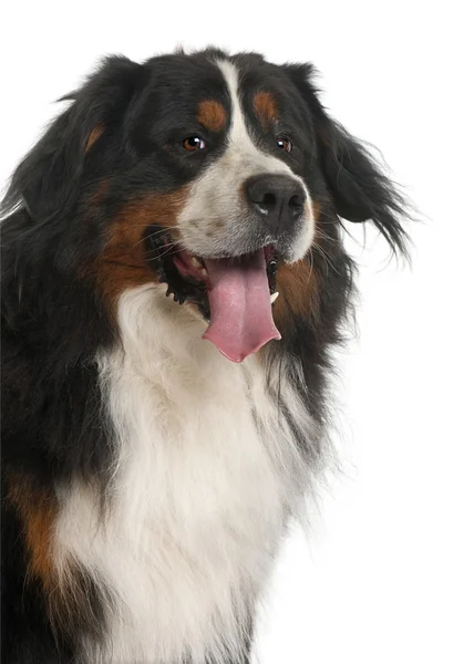 Бернская горная собака (3 года) ) — стоковое фото