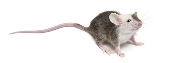 Rato jovem na frente do fundo branco — Fotografia de Stock
