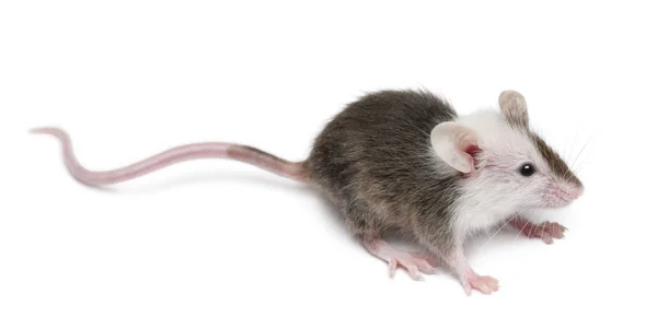 Rato jovem na frente do fundo branco — Fotografia de Stock