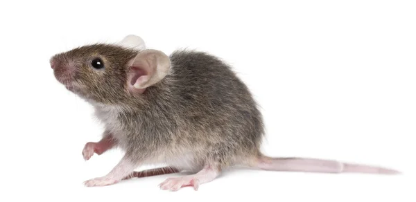 Beyaz arkaplan önünde genç fare — Stok fotoğraf