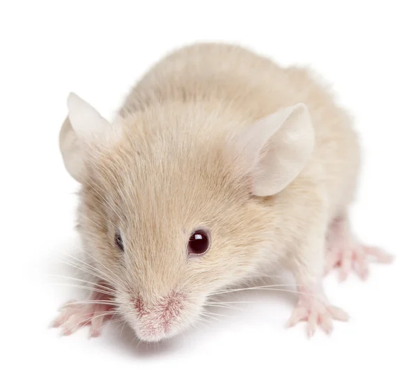 Молодая мышь на белом фоне — стоковое фото