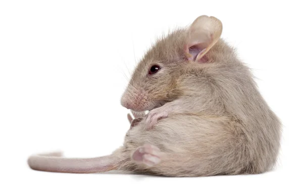 Young mouse in front of white background — Stock Photo, Image