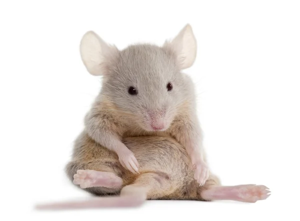Beyaz arka planda oturan genç fare — Stok fotoğraf