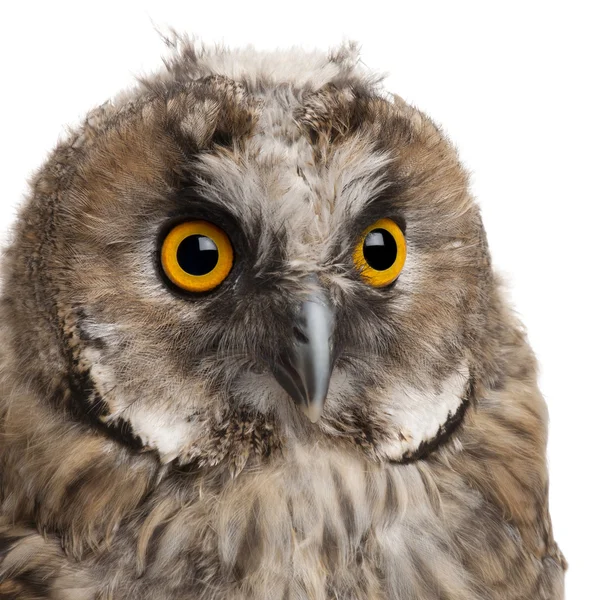Eurasian Scops-owl, Otus scops, 2 months old, in front of white background — Stock Fotó