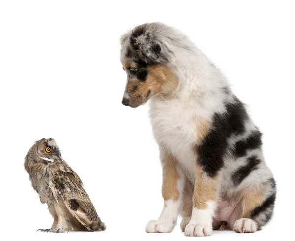 Eurasian Scops-owl, Otus scops, 2 meses de idade, e cão pastor australiano na frente de fundo branco — Fotografia de Stock