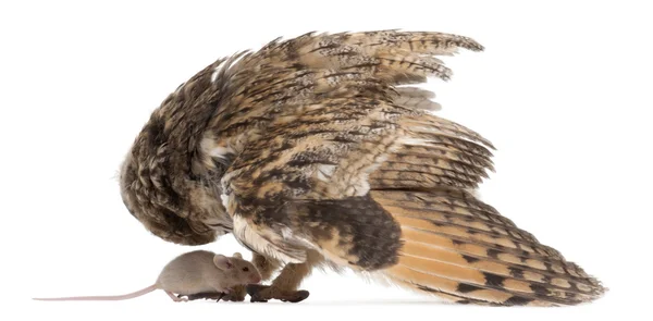 stock image Eurasian Scops-owl looking at a mouse, Otus scops, 2 months old, in front of white background