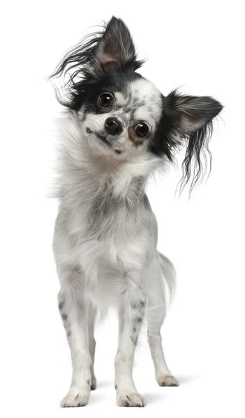 Chihuahua, 12 meses, de pie frente al fondo blanco — Foto de Stock