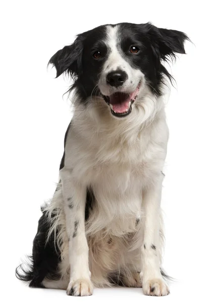 Border collie, 12 months old, sitting in front of white background — Stock Photo, Image