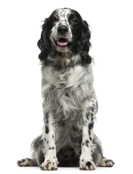Mixed-breed, 7 years old, sitting in front of white background — Stock Photo, Image