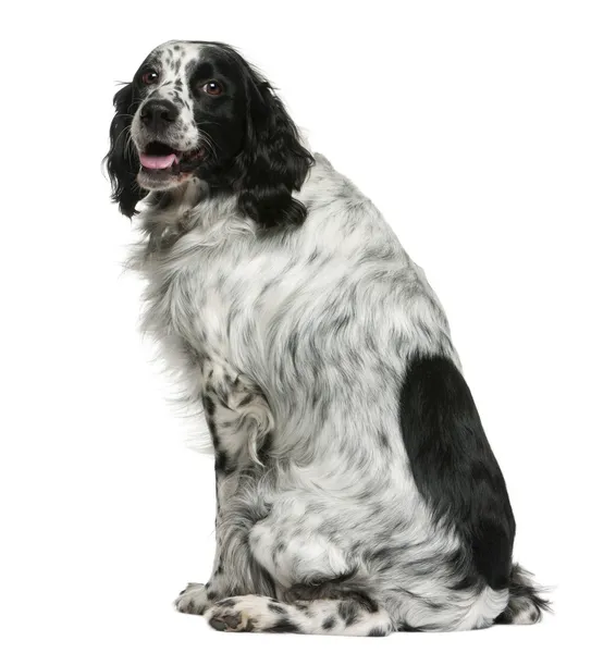Mixed-breed, 7 years old, sitting in front of white background — Stock Photo, Image