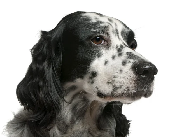 Mixed-breed dog, 7 years old, in front of white background — Stock Photo, Image