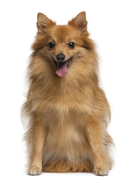 German spitz, 4 years old, sitting in front of white background — Stock Photo, Image