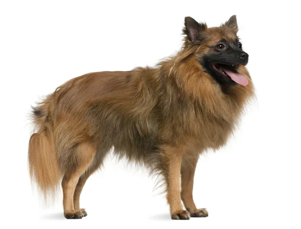 German spitz, 7 years old, standing in front of white background — Stock Photo, Image