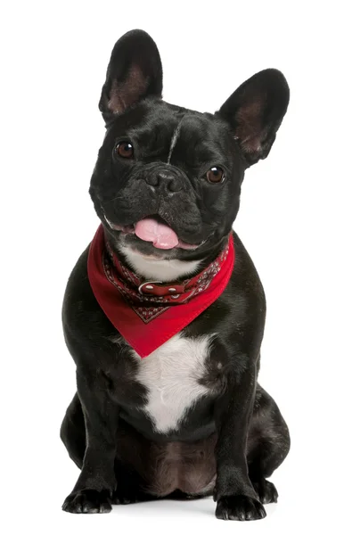 French bulldog, 5 years old Stock Photo by ©lifeonwhite 10882584